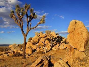 Joshua Tree Mojave Desert Littlerock California screenshot