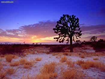 Joshua Tree Sunset Mojave Desert California screenshot