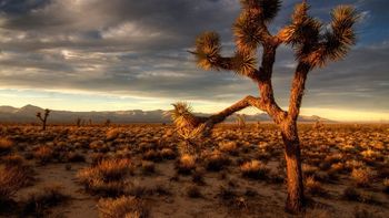 Joshua Tree screenshot