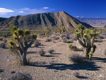 Joshua Trees, Nevada screenshot