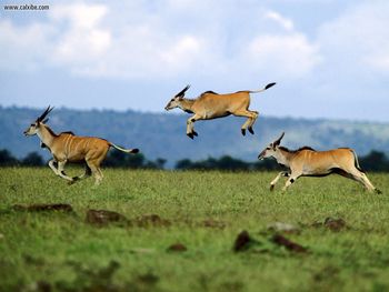 Jumping Contest Cape Eland Kenya Africa screenshot