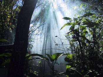Jungle Dreaming screenshot