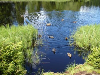 Jura Etang De La Gruere Ducks And Water Hens screenshot