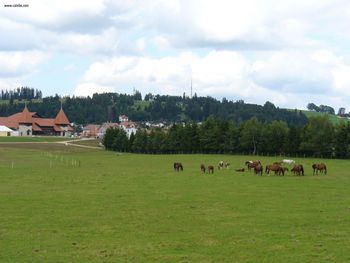 Jura Franches Montagnes Horses At Saignelegier screenshot