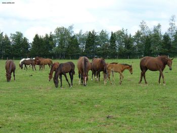 Jura Franches Montagnes Horses screenshot