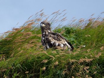 Juvenile Bald Eagle, Mcneil River, Alaska screenshot