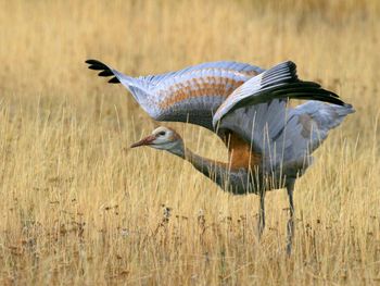 Juvenile Sandhill Crane screenshot