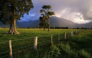 Kahikatea Trees screenshot