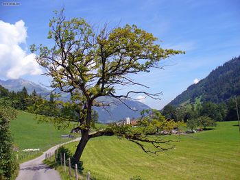 Kandersteg Old Oak Tree screenshot