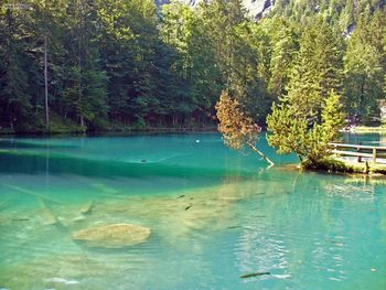 Kandersteg Trouts Of The Blue Lake Blausee screenshot