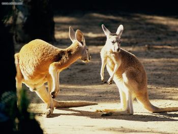 Kangaroo Conversation Australia screenshot