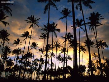 Kauai Palms Hawaii screenshot