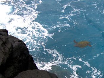 Kauai Sea Turtle screenshot