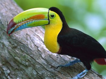 Kell Billed Toucan Panama screenshot