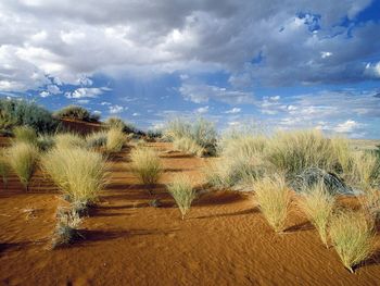 Kgalagadi Transfrontier Park, South Africa screenshot