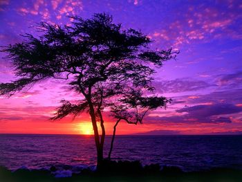 Kiawe Tree, Wailea, Maui, Hawaii screenshot