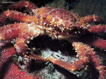 King-crab screenshot