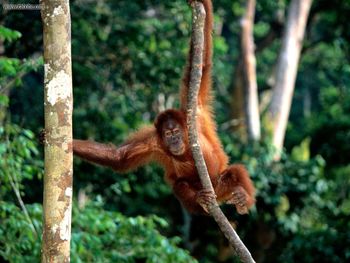 King Of The Jungle Sumatran Orangutan screenshot