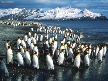 King Penguin Colony Bay Of Isles South Georgia screenshot
