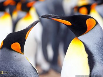 King Penguins, Falkland Islands screenshot