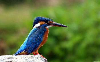 Kingfisher screenshot