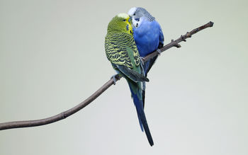 Kissing Budgies screenshot