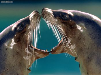 Kissing Cousins Sea Lions screenshot