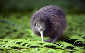 Kiwi screenshot