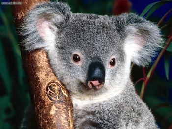 Koala Bear Sitting In Tree screenshot
