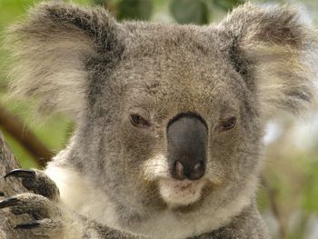 Koala Portrait, Lone Pine Koala Sanctuary, Brisbane, Australia screenshot