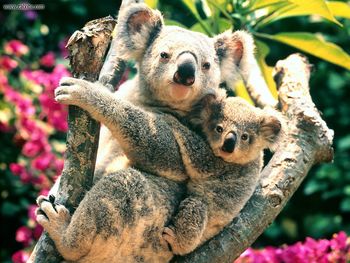 Koalas Australia screenshot