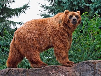 Kodiak Bear Ursus Arctos Middendorffi screenshot