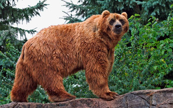 Kodiak Bear screenshot