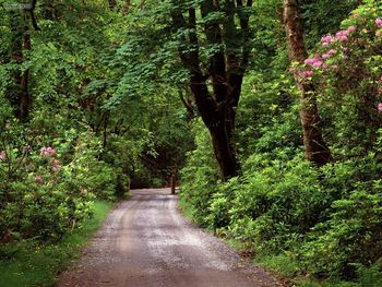 Kylemore Wood Road County Galway Ireland screenshot