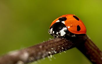 Lady Bug screenshot