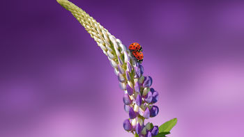 Ladybird Lavender Ladybug 5K screenshot