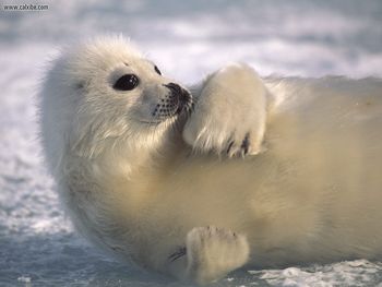 Laid Back Harp Seal screenshot