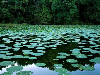 Lake Murphysboro State Park Illinois screenshot