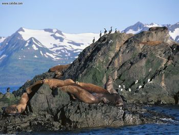 Lake Snow Mountain Stellar Sea Lions Sea Gullsand Cormorants Alaska screenshot