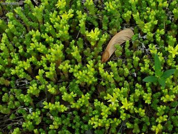 Lakeshore Flowering Weeds W screenshot