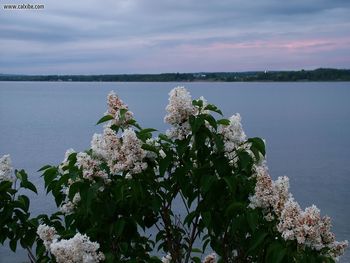 Lakeshoreover Flowering Bush W screenshot