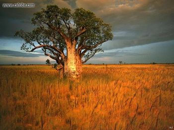 Landscapes African Tree screenshot