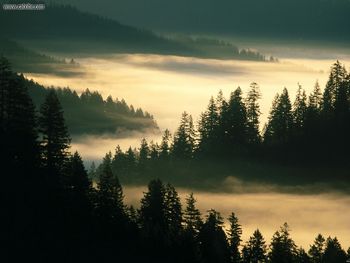 Landscapes Indian Creek Siuslaw National Forest Oregon screenshot