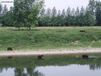 Landscapes The River Maas With Cows In It screenshot