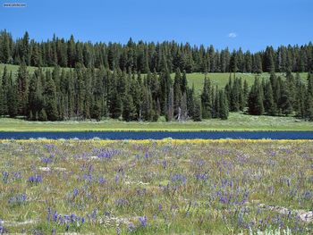 Landscapes Wildflowers Along Pelican Creek Yellowstone National Park Wyoming screenshot