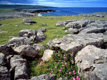 Landscapes Wildflowers Of The Burren Ireland screenshot