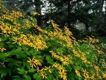 Landscapes Woodland Sunflowers Great Smoky Mountains National Park Tennessee screenshot