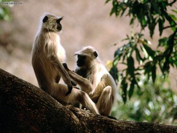 Langur Monkeys India screenshot