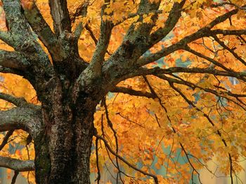 Large Maple Tree In Autumn Bass Lake North Carolina screenshot