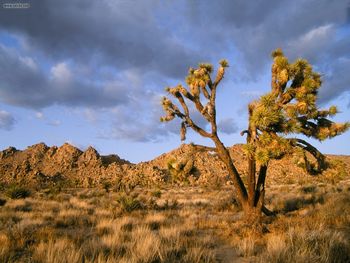 Late Afternoon At Joshua Tree National Park California screenshot